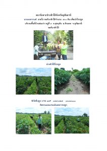 สถานีเพาะชำกล้าไม้จังหวัดอุทัยธานี- แปลงปลูกต้นไม้59 แปลงที่ 25