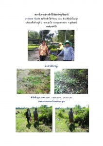 สถานีเพาะชำกล้าไม้จังหวัดอุทัยธานี- แปลงปลูกต้นไม้59 แปลงที่ 27