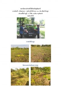 สถานีเพาะชำกล้าไม้จังหวัดอุทัยธานี- แปลงปลูกต้นไม้59 แปลงที่ 33