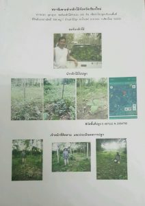 สถานีเพาะชำกล้าไม้จังหวัดเชียงใหม่-แปลงปลูก59 แปลงที่ 2