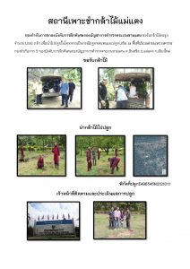 สถานีเพาะชำกล้าไม้แม่แตง จังหวัดเชียงใหม่-แปลงปลูก59