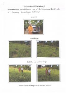 สถานีเพาะชำกล้าไม้จังหวัดจันทบุรี-แปลงปลูก59 แปลงที่ 11