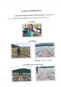 สถานีเพาะชำกล้าไม้จังหวัดตราด-แปลงปลูก59 แปลงที่ 3