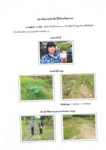 สถานีเพาะชำกล้าไม้จังหวัดตราด-แปลงปลูก59 แปลงที่ 10