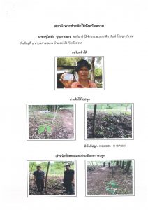 สถานีเพาะชำกล้าไม้จังหวัดตราด-แปลงปลูก59 แปลงที่ 17