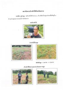 สถานีเพาะชำกล้าไม้จังหวัดตราด-แปลงปลูก59 แปลงที่ 22