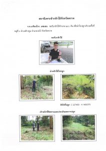 สถานีเพาะชำกล้าไม้จังหวัดตราด-แปลงปลูก59 แปลงที่ 28