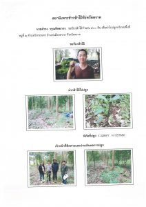 สถานีเพาะชำกล้าไม้จังหวัดตราด-แปลงปลูก59 แปลงที่ 29