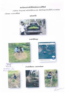 สถานีเพาะชำกล้าไม้จังหวัดประจวบคีรีขันธ์-แปลงปลูกต้นไม้59 แปลงที่ 13