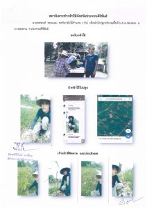 สถานีเพาะชำกล้าไม้จังหวัดประจวบคีรีขันธ์-แปลงปลูกต้นไม้59 แปลงที่ 17