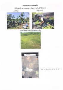 สถานีเพาะชำกล้าไม้จังหวัดพิษณุโลก-แปลงปลูกต้นไม้59 แปลงที่ 6