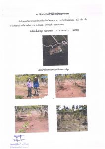 สถานีเพาะชำกล้าไม้จังหวัดสมุทรสาคร-แปลงปลูกต้นไม้59 แปลงที่ 2