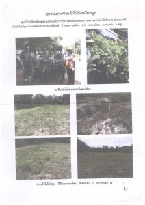 สถานีเพาะชำกล้าไม้จังหวัดสตูล-แปลงปลูกต้นไม้59 แปลงที่ 1