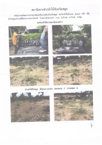 สถานีเพาะชำกล้าไม้จังหวัดสตูล-แปลงปลูกต้นไม้59 แปลงที่ 2