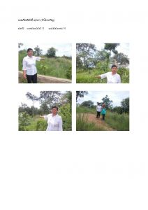 สถานีเพาะชำกล้าไม้หล่มสัก จังหวัดพิษณุโลก-แปลงปลูกต้นไม้59 แปลงที่ 3