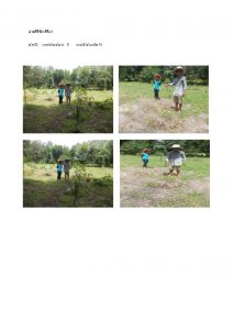 สถานีเพาะชำกล้าไม้หล่มสัก จังหวัดพิษณุโลก-แปลงปลูกต้นไม้59 แปลงที่ 4