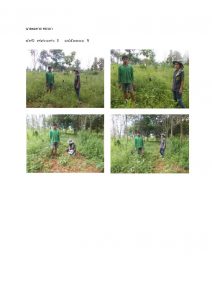 สถานีเพาะชำกล้าไม้หล่มสัก จังหวัดพิษณุโลก-แปลงปลูกต้นไม้59 แปลงที่ 7