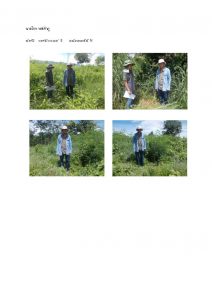 สถานีเพาะชำกล้าไม้หล่มสัก จังหวัดพิษณุโลก-แปลงปลูกต้นไม้59 แปลงที่ 10