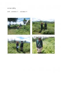 สถานีเพาะชำกล้าไม้หล่มสัก จังหวัดพิษณุโลก-แปลงปลูกต้นไม้59 แปลงที่ 11