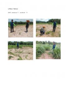 สถานีเพาะชำกล้าไม้หล่มสัก จังหวัดพิษณุโลก-แปลงปลูกต้นไม้59 แปลงที่ 12