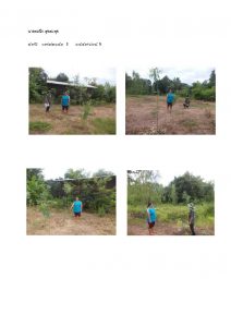 สถานีเพาะชำกล้าไม้หล่มสัก จังหวัดพิษณุโลก-แปลงปลูกต้นไม้59 แปลงที่ 14