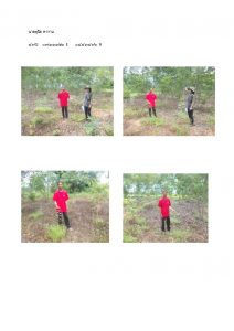 สถานีเพาะชำกล้าไม้หล่มสัก จังหวัดพิษณุโลก-แปลงปลูกต้นไม้59 แปลงที่ 15