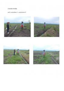 สถานีเพาะชำกล้าไม้หล่มสัก จังหวัดพิษณุโลก-แปลงปลูกต้นไม้59 แปลงที่ 17