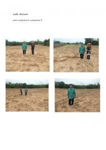 สถานีเพาะชำกล้าไม้หล่มสัก จังหวัดพิษณุโลก-แปลงปลูกต้นไม้59 แปลงที่ 19