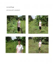 สถานีเพาะชำกล้าไม้หล่มสัก จังหวัดพิษณุโลก-แปลงปลูกต้นไม้59 แปลงที่ 22