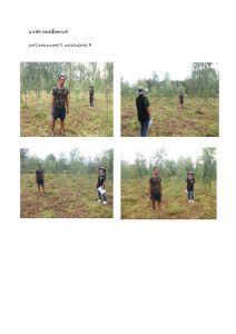 สถานีเพาะชำกล้าไม้หล่มสัก จังหวัดพิษณุโลก-แปลงปลูกต้นไม้59 แปลงที่ 24