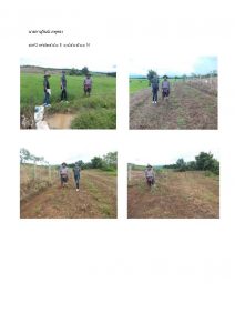 สถานีเพาะชำกล้าไม้หล่มสัก จังหวัดพิษณุโลก-แปลงปลูกต้นไม้59 แปลงที่ 29