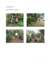 สถานีเพาะชำกล้าไม้หล่มสัก จังหวัดพิษณุโลก-แปลงปลูกต้นไม้59 แปลงที่ 36