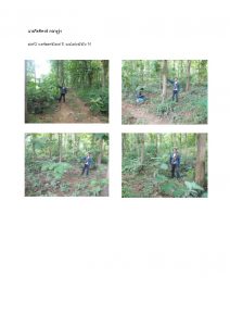 สถานีเพาะชำกล้าไม้หล่มสัก จังหวัดพิษณุโลก-แปลงปลูกต้นไม้59 แปลงที่ 40