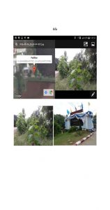 สถานีเพาะชำกล้าไม้จังหวัดพระนครศรีอยุธยา-แปลงปลูกต้นไม้59 แปลงที่ 1 (ภาพที่ 3)