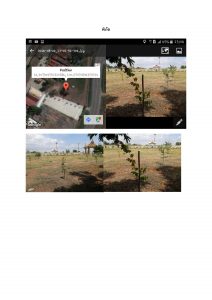 สถานีเพาะชำกล้าไม้จังหวัดพระนครศรีอยุธยา-แปลงปลูกต้นไม้59 แปลงที่ 2 (ภาพที่ 3)