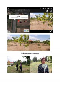 สถานีเพาะชำกล้าไม้จังหวัดพระนครศรีอยุธยา-แปลงปลูกต้นไม้59 แปลงที่ 2 (ภาพที่ 5)