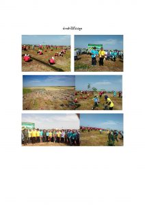 สถานีเพาะชำกล้าไม้จังหวัดพระนครศรีอยุธยา-แปลงปลูกต้นไม้59 แปลงที่ 4 (ภาพที่ 2)