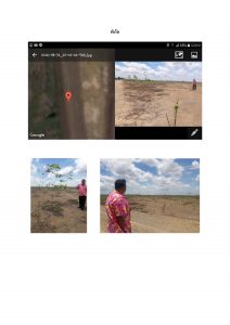 สถานีเพาะชำกล้าไม้จังหวัดพระนครศรีอยุธยา-แปลงปลูกต้นไม้59 แปลงที่ 4 (ภาพที่ 3)