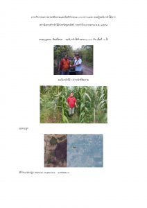 สถานีเพาะชำกล้าไม้จังหวัดอุตรดิตถ์-แปลงปลูก59 แปลงที่ 7