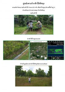 ศูนย์เพาะชำกล้าไม้พัทลุง-แปลงปลูก59 แปลงที่ 2