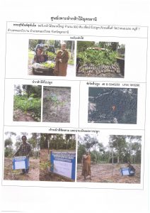 ศูนย์เพาะชำกล้าไม้อุดรธานี - แปลงปลูกต้นไม้59 แปลงที่ 31