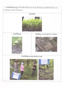 ศูนย์เพาะชำกล้าไม้อุดรธานี - แปลงปลูกต้นไม้59 แปลงที่ 32