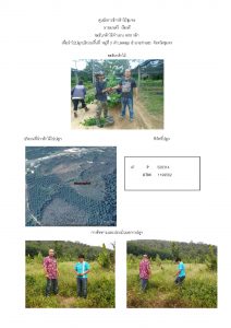 ศูนย์เพาะชำกล้าไม้ชุมพร - แปลงปลูกต้นไม้59 แปลงที่ 3