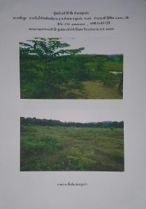 ศูนย์เพาะชำกล้าไม้แพร่- แปลงปลูกต้นไม้59 แปลงที่ 3