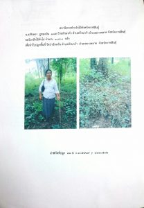 สถานีเพาะชำกล้าไม้จังหวัดกาฬสินธุ์- แปลงปลูกต้นไม้59 แปลงที่ 4