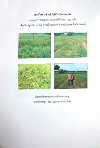 สถานีเพาะชำกล้าไม้จังหวัดขอนแก่น- แปลงปลูกต้นไม้59 แปลงที่ 4