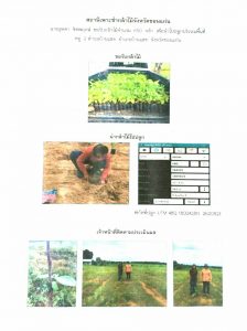 สถานีเพาะชำกล้าไม้จังหวัดขอนแก่น- แปลงปลูกต้นไม้59 แปลงที่ 7