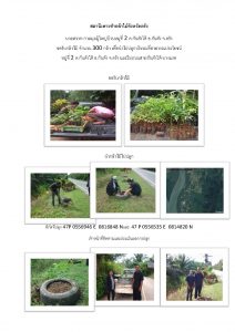 สถานีเพาะชำกล้าไม้จังหวัดตรัง- แปลงปลูกต้นไม้59