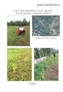 สถานีเพาะชำกล้าไม้จังหวัดบึงกาฬ - แปลงปลูกต้นไม้59 แปลงที่ 8