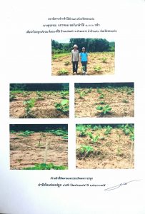 สถานีเพาะชำกล้าไม้บ้านฝาง จังหวัดขอนแก่น- แปลงปลูกต้นไม้59 แปลงที่ 3